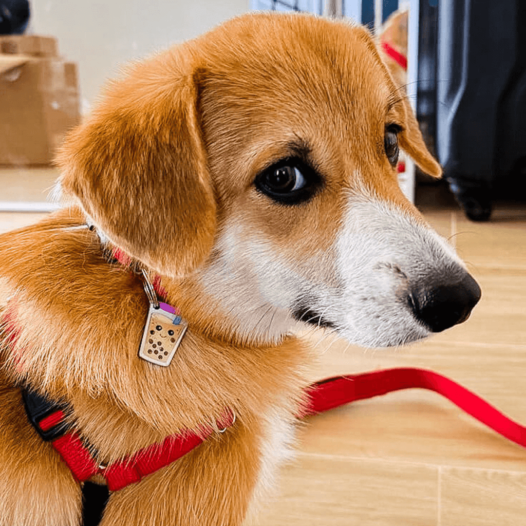 Boba Bubble Tea Pet ID Tag - Dog.Dog.Cat.