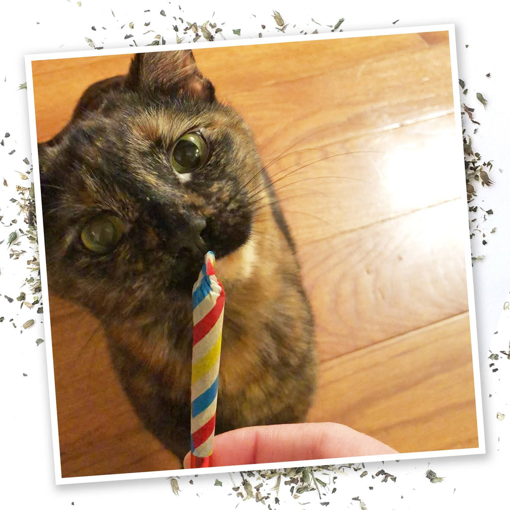 Meowijuana Birthjays - Party Sized Catnip Joints - A fun birthday Cat Toy - Dog.Dog.Cat.