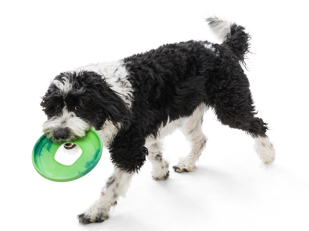 West Paw - Sailz® Dog Flying Disc Fetch Toy - Dog.Dog.Cat.