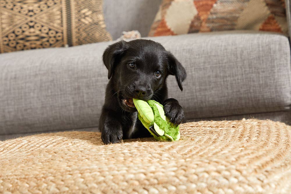 BARK Drop the Bass Durable Dog Toy - Dog.Dog.Cat.