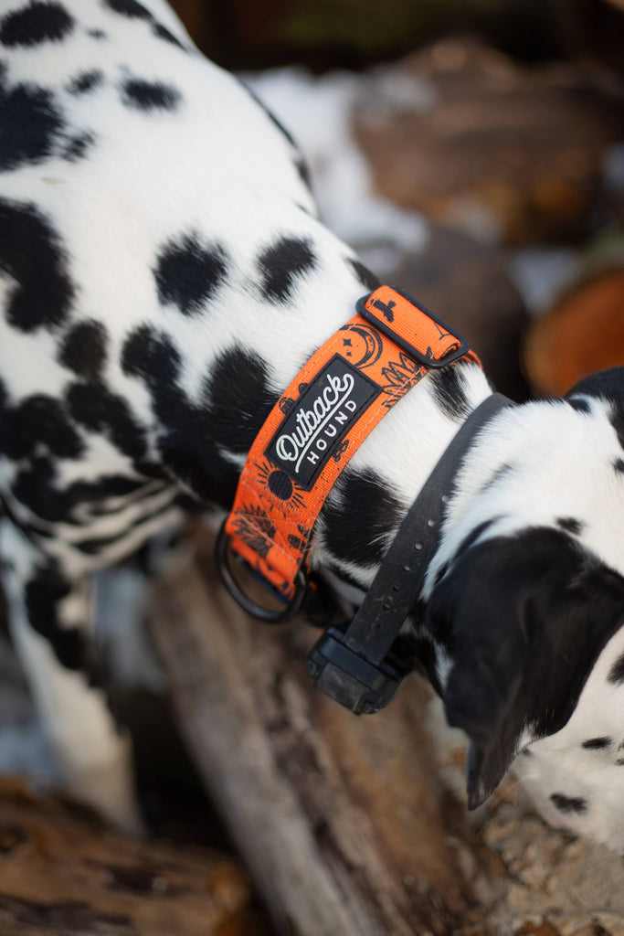 Orange Agave Dog Collar - Dog.Dog.Cat.