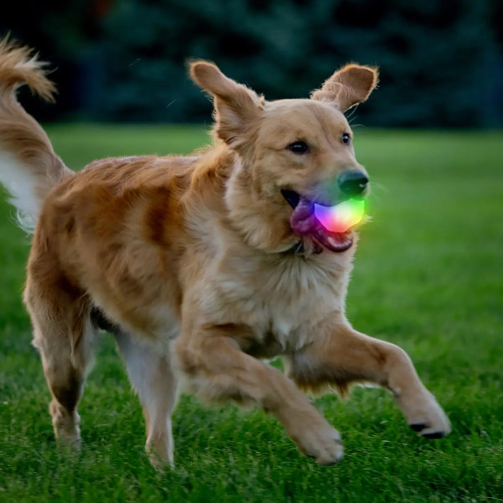Nite Ize GlowStreak® Wild™ LED Ball - Disc-O - Dog.Dog.Cat.