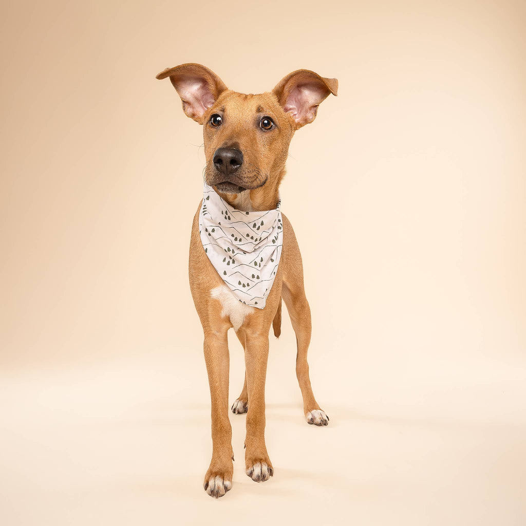 The Paws - Roam Dog Bandana - Dog.Dog.Cat.