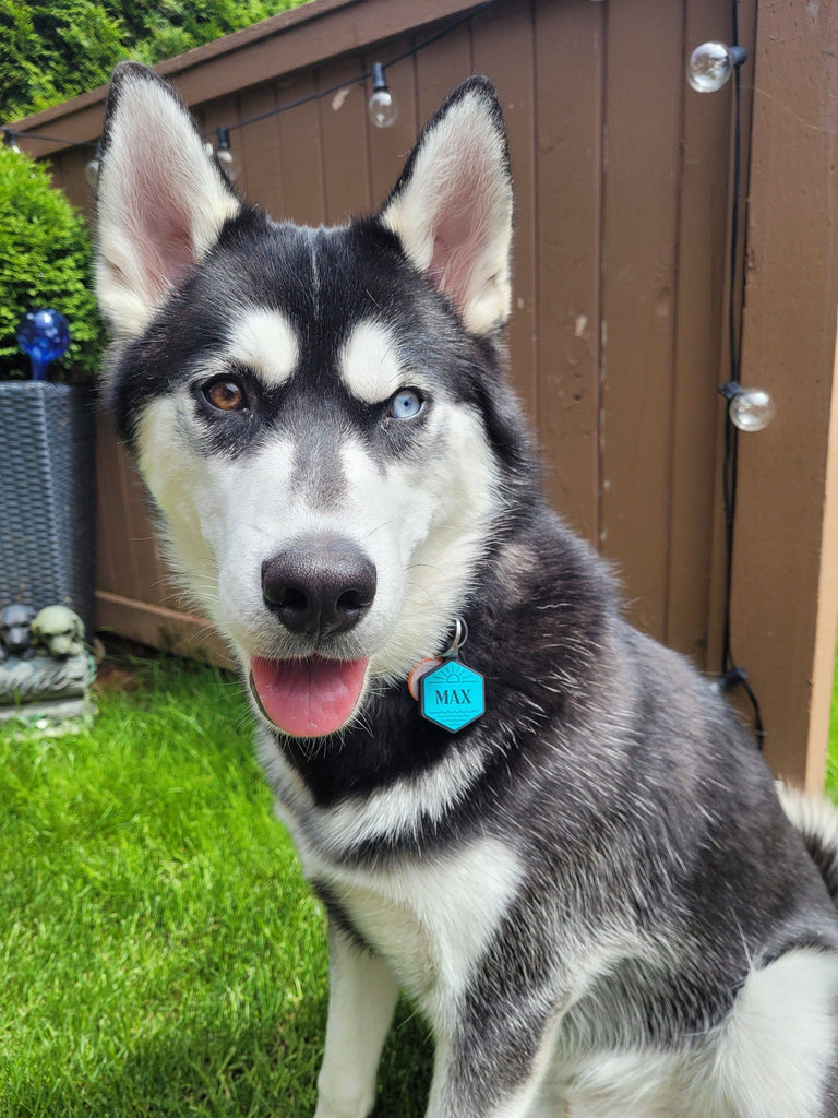 Besties Pets - Salt and Sun Silicone Dog ID Tag - Dog.Dog.Cat.