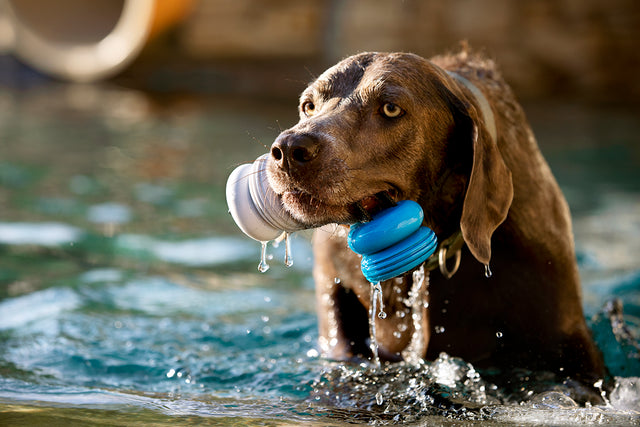 Bark Super Chewer Buoy Tug Med/Lrg - Dog.Dog.Cat.