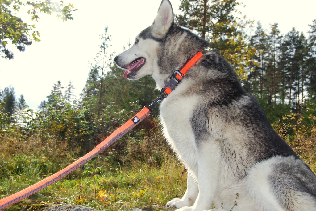 Truelove Nylon Bungee Dog Leash TLL2271 - Dog.Dog.Cat.