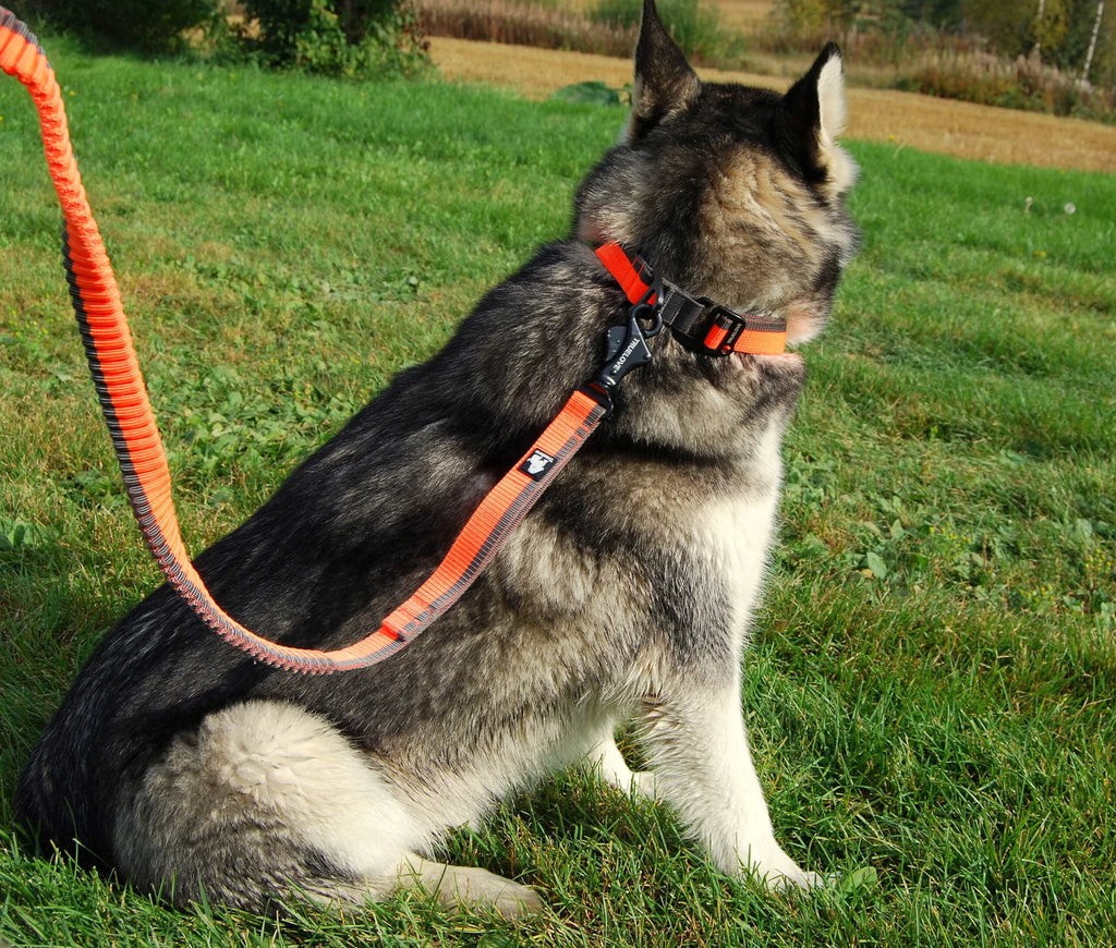 Truelove Nylon Bungee Dog Leash TLL2271 - Dog.Dog.Cat.