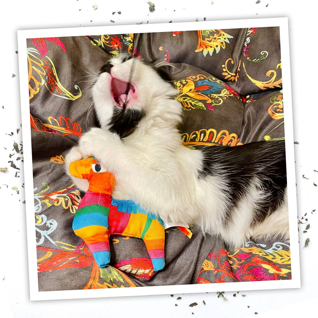 Meowijuana Get Smashed Pinata w/Wand Cat Toy - Dog.Dog.Cat.