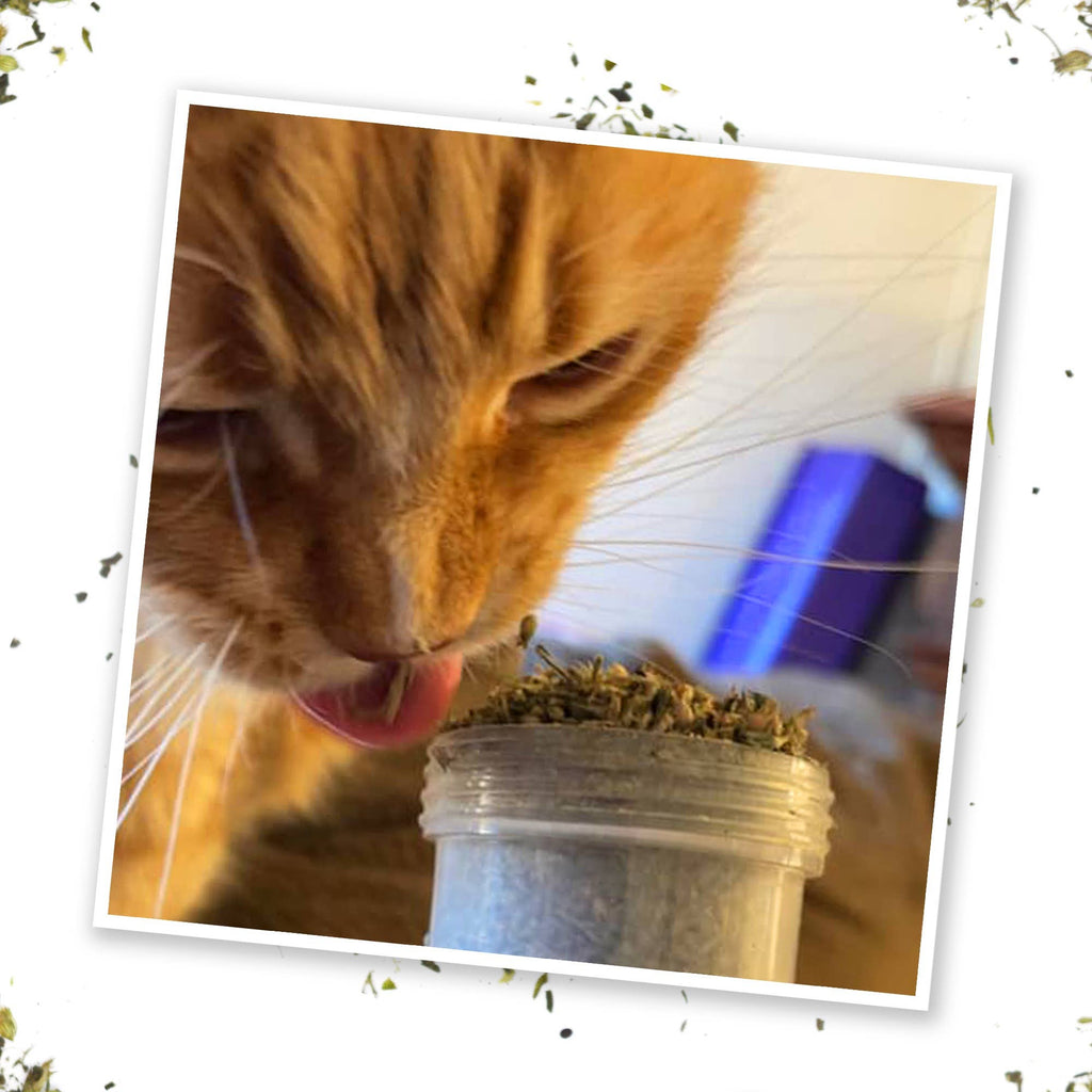 Meowijuana Kalico Kush - Catnip and Valerian Root Blend - Dog.Dog.Cat.