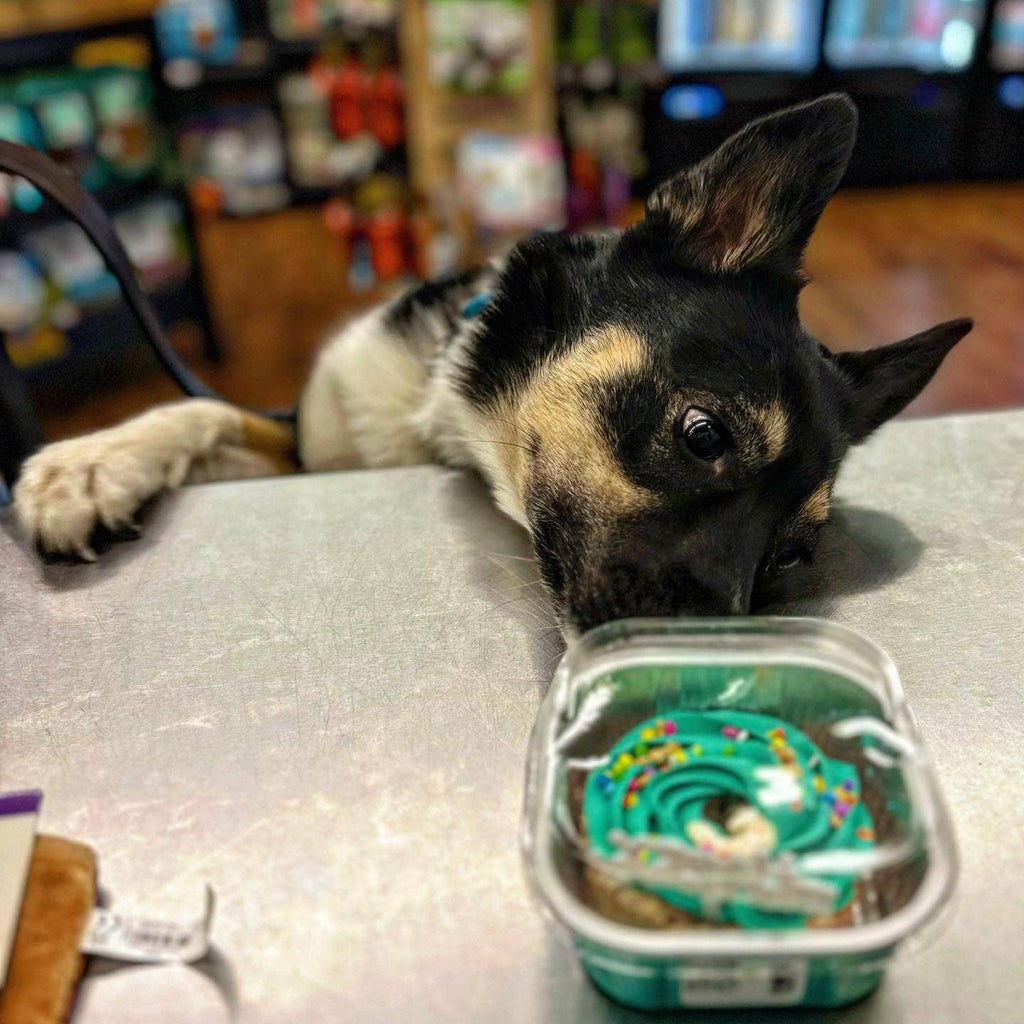 Hey Don't Forget the Cat Treats & Cakes - Dog.Dog.Cat.