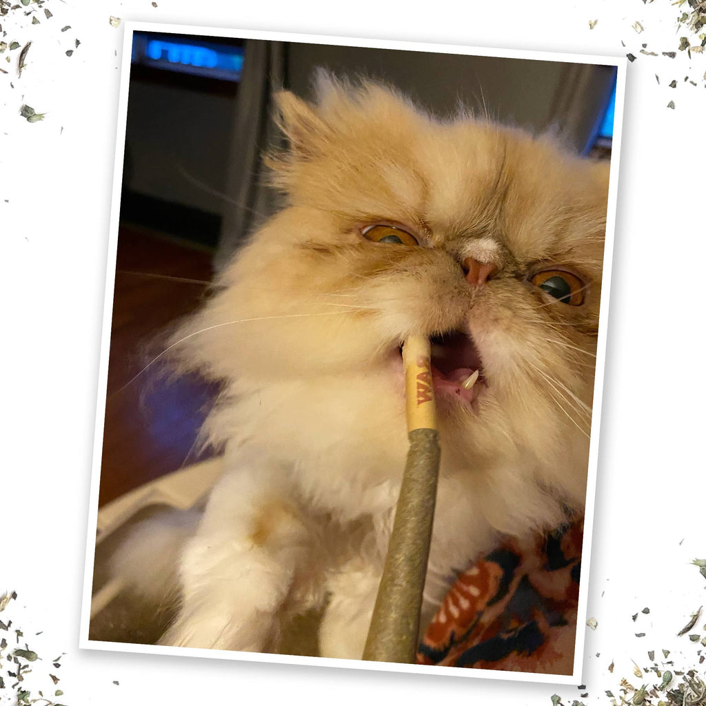 Meowijuana King Catnibas Joints - Dog.Dog.Cat.