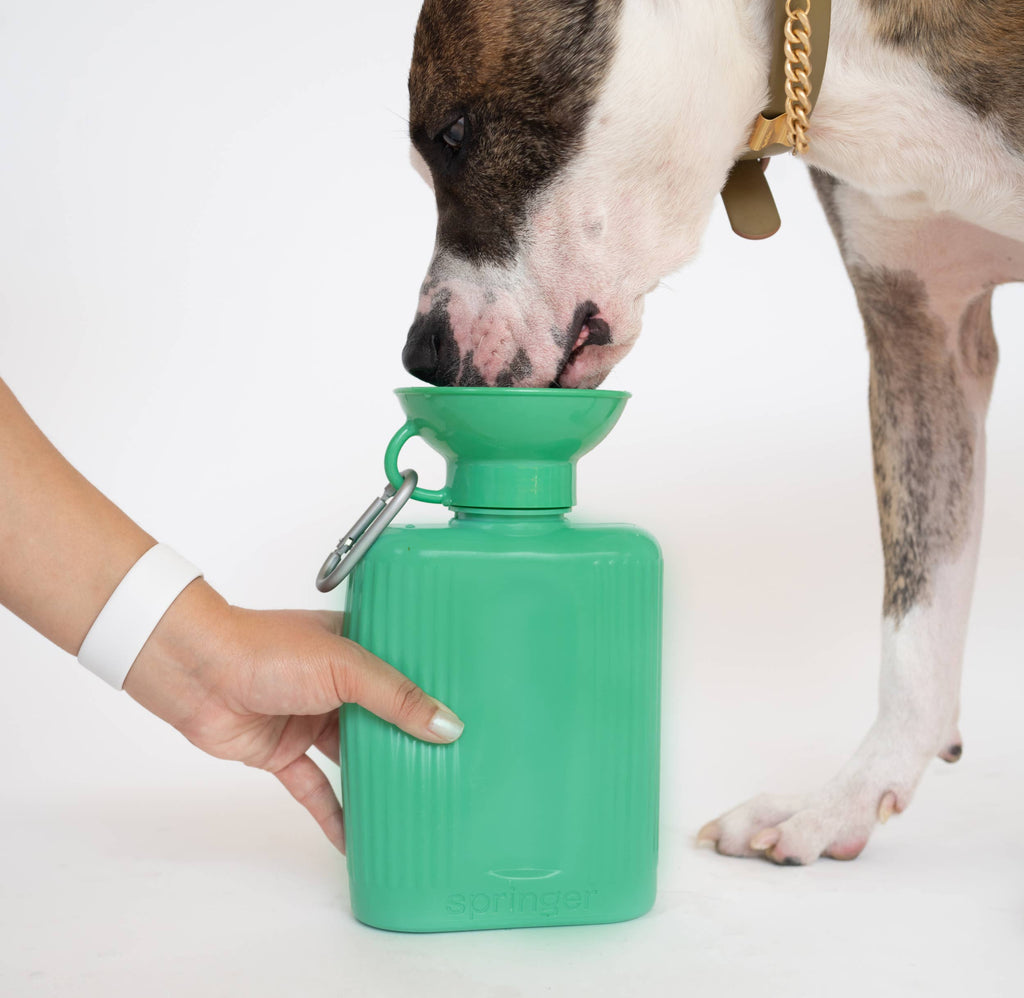 Springer - Dog Travel Water Bottle | Growler 44 oz - Dog.Dog.Cat.
