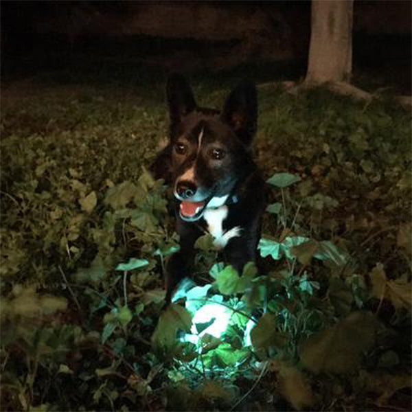Chuckit Max Glow Ball-White : MED - Dog.Dog.Cat.