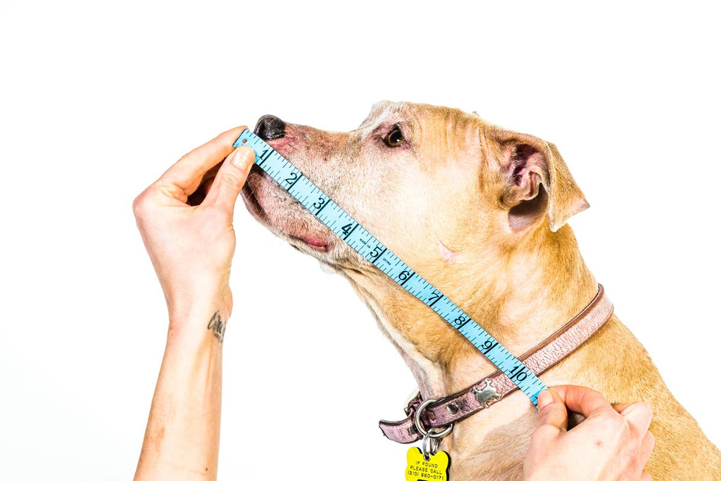 All Four Paws - The Original Comfy Cone - Dog.Dog.Cat.