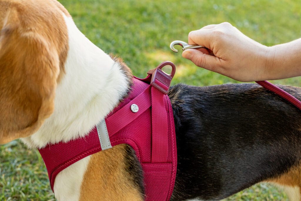 Curli Air Mesh Clasp Vest Harness Ultra lightweight in many colors - Dog.Dog.Cat.