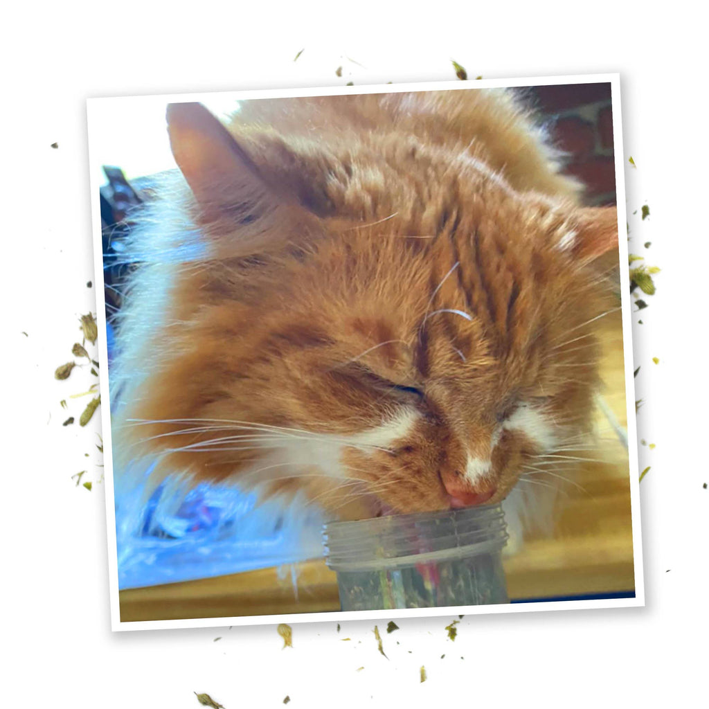 Meowijuana Kalico Kush - Catnip and Valerian Root Blend - Dog.Dog.Cat.