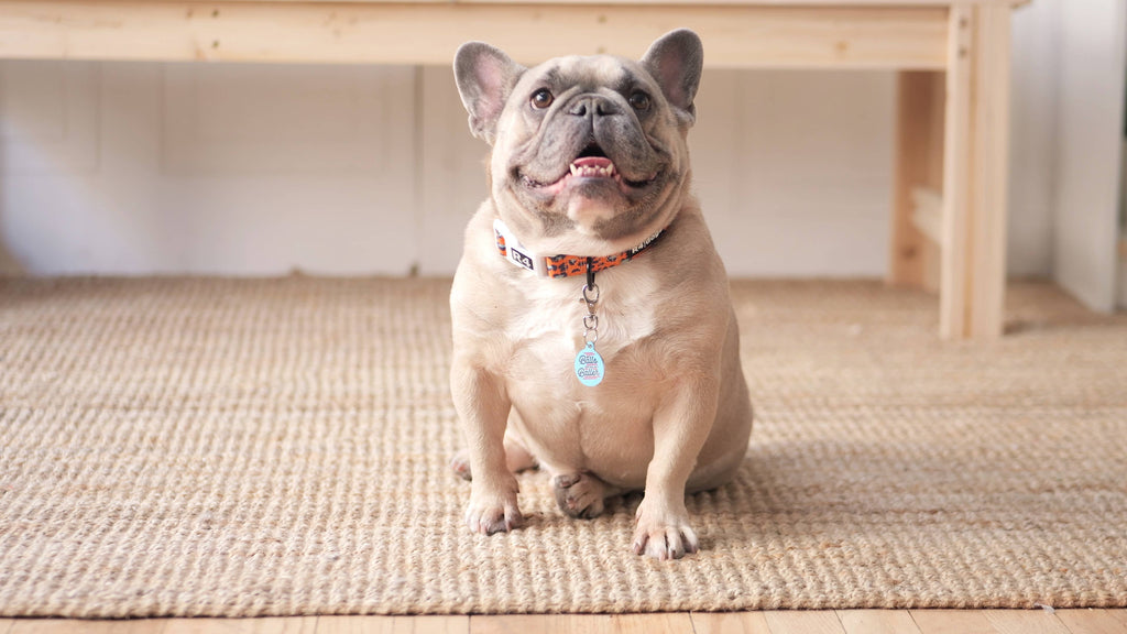 No Balls Still a Baller  - Personalized Pet ID Tag w/QR Code - - Dog.Dog.Cat.