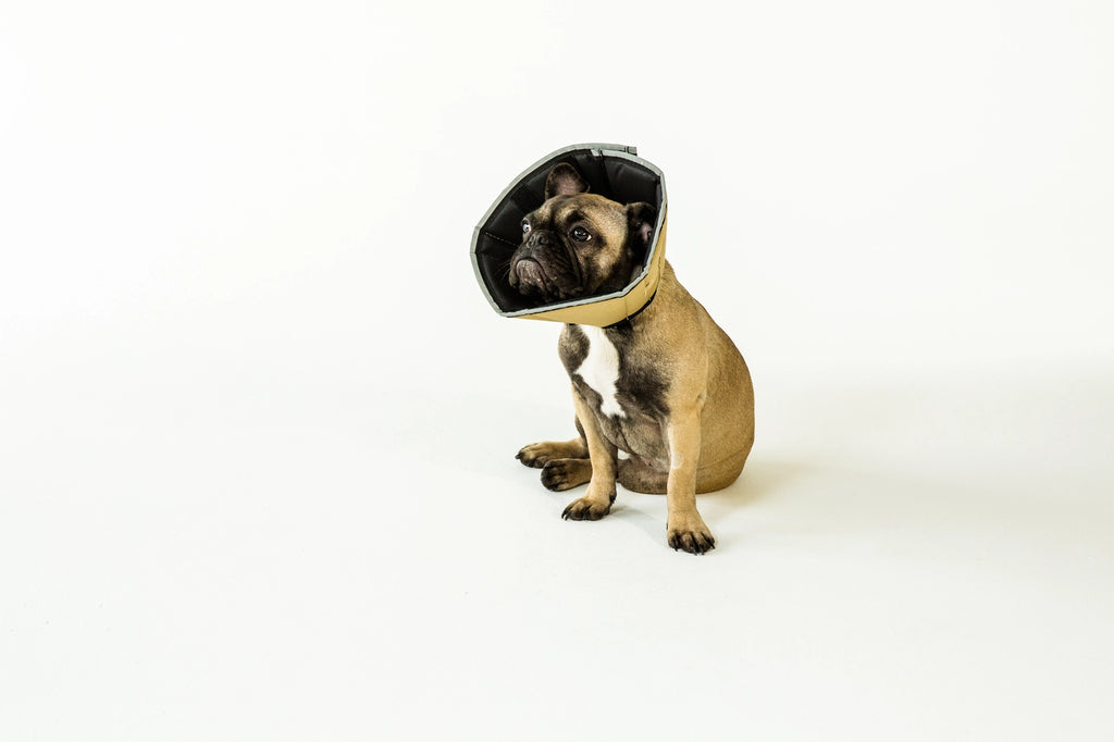 All Four Paws - The Original Comfy Cone - Dog.Dog.Cat.