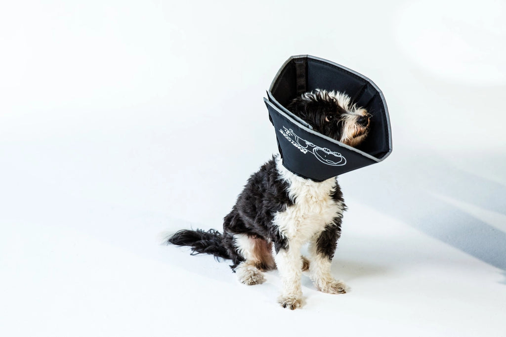 All Four Paws - The Original Comfy Cone - Dog.Dog.Cat.