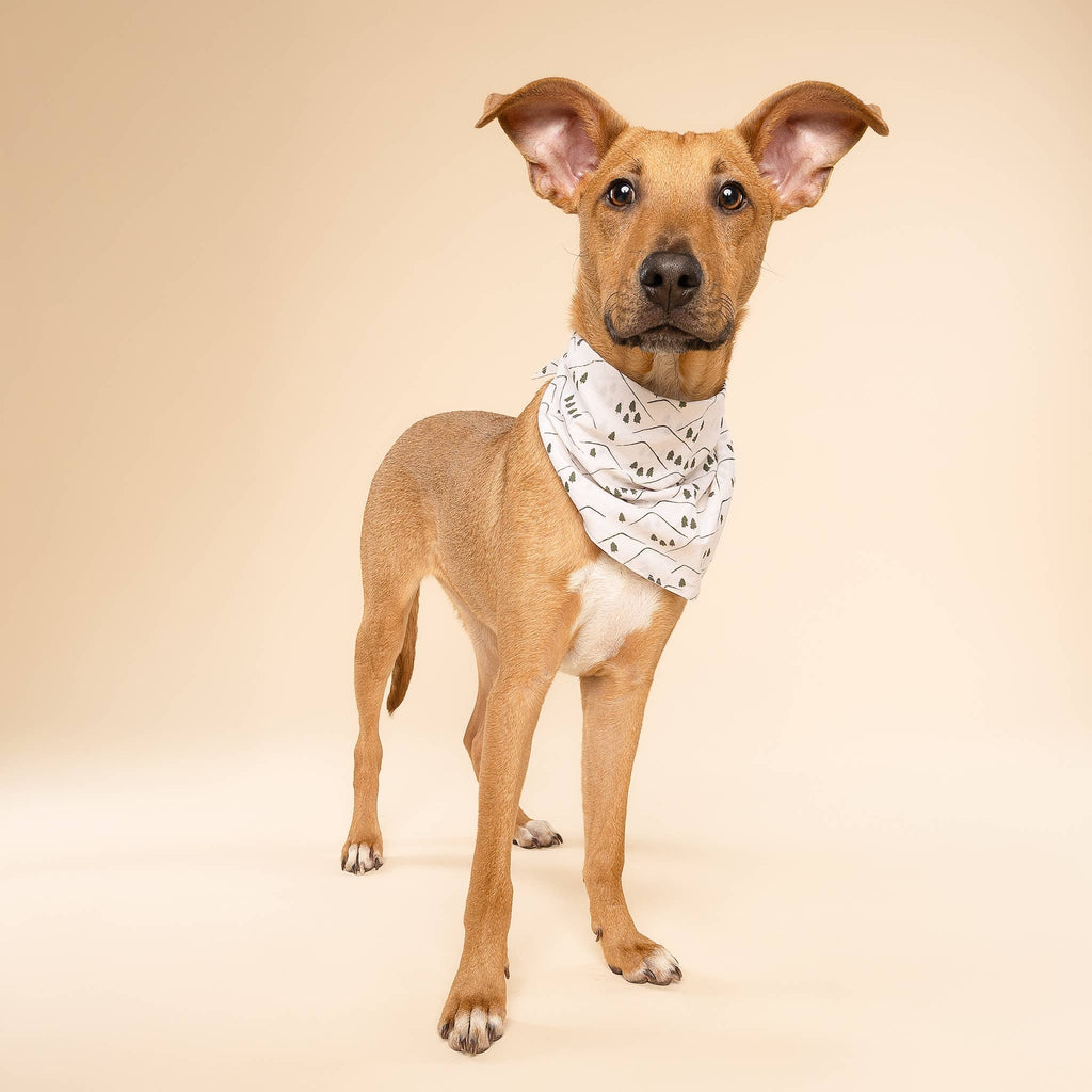 The Paws - Roam Dog Bandana - Dog.Dog.Cat.