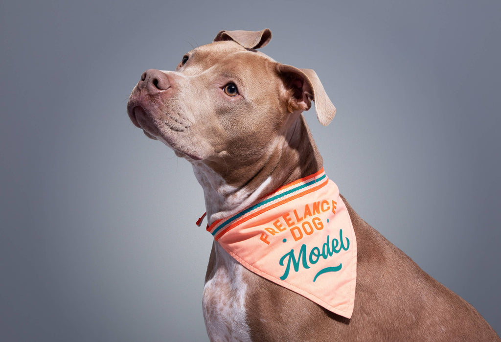 Brass Monkey - Freelance Dog Model Dog Bandana - Dog.Dog.Cat.