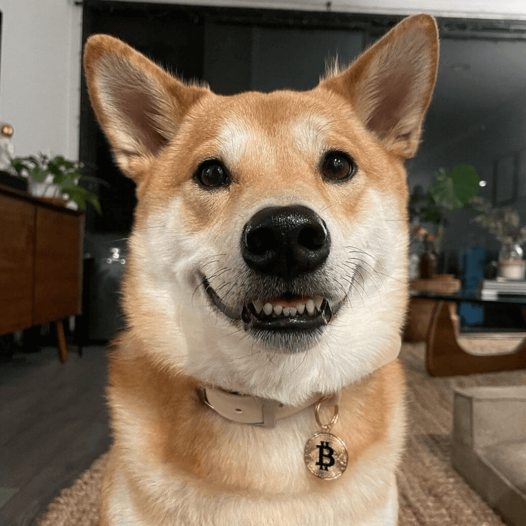 Barkcoin Pet ID Tag - Dog.Dog.Cat.