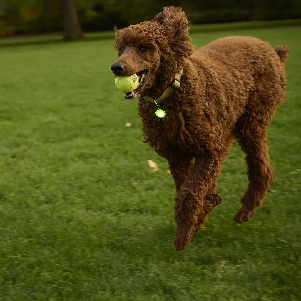 Nite Ize SpotLit® Rechargeable Collar Light - Green - Dog.Dog.Cat.