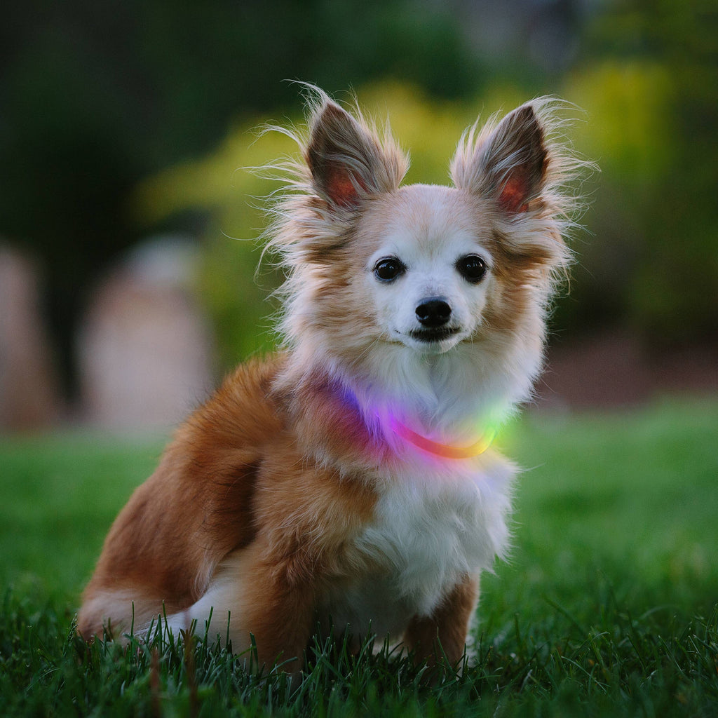 Nite Ize NiteHowl Mini Rechargeable LED Safety Necklace - Dog.Dog.Cat.