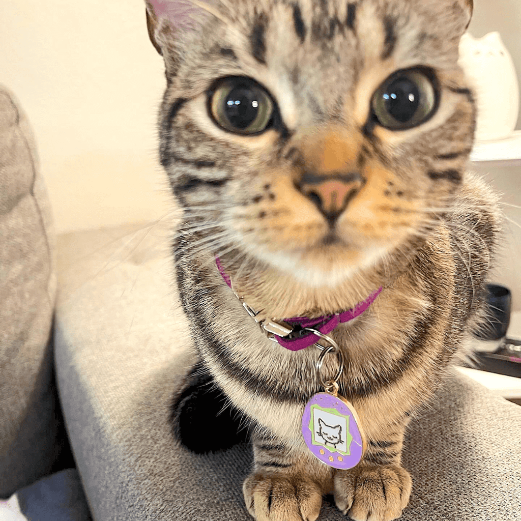Tamagotchi Cat Pet ID Tag - Dog.Dog.Cat.