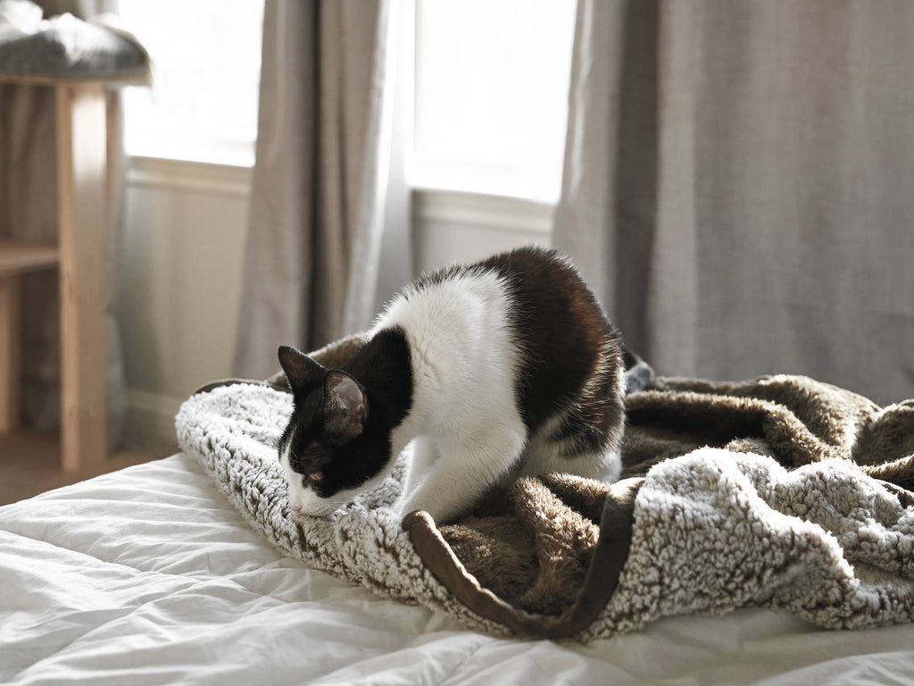 Pet Parents® - Pawtect® Blankets, Waterproof Pet Blankets - Dog.Dog.Cat.