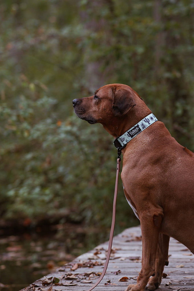 Agave Dog Collar - Dog.Dog.Cat.