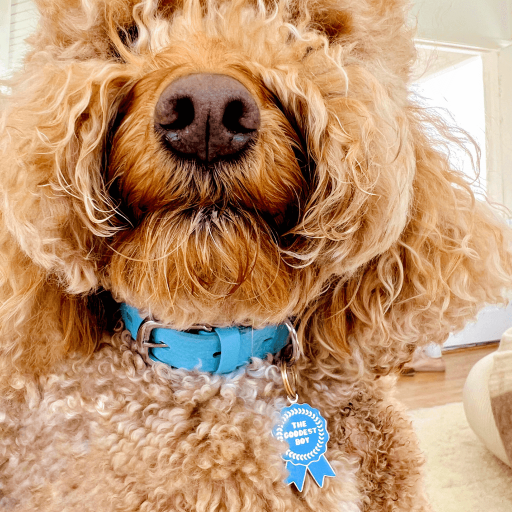 Goodest Girl/Boy Pet ID Tag - Dog.Dog.Cat.