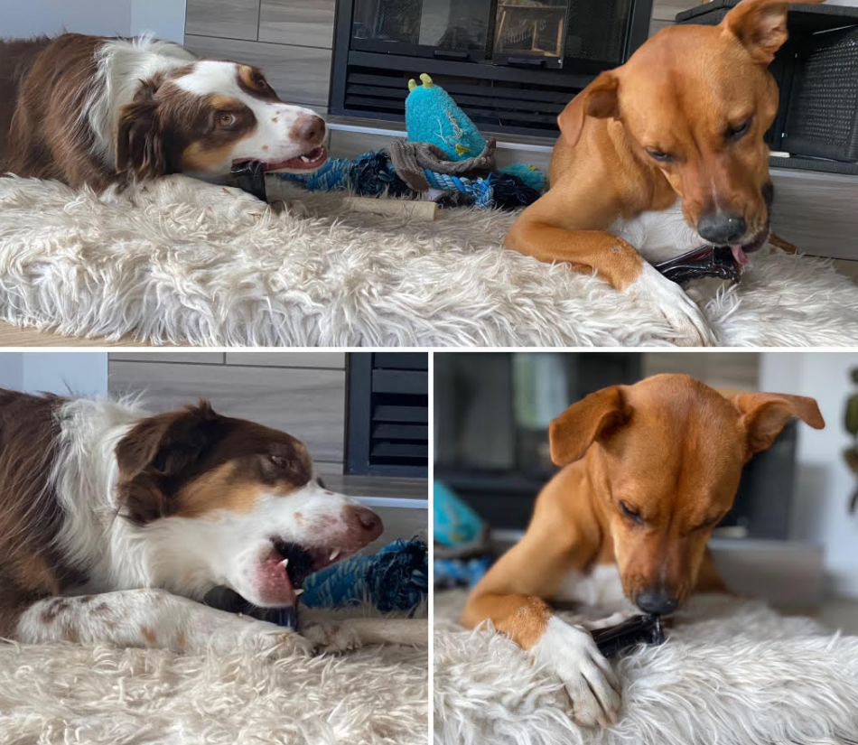 Mighty Marrows Collagen Dental Chew - Bacon - SM/LG - Dog.Dog.Cat.