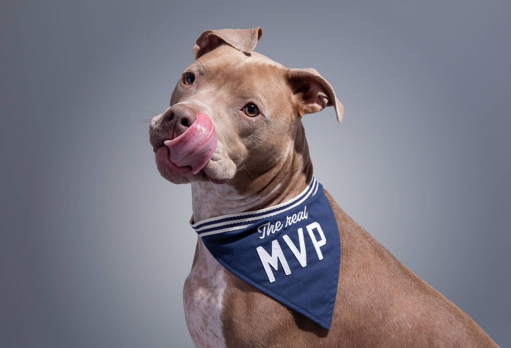 Brass Monkey - The Real MVP Dog Bandana - Dog.Dog.Cat.