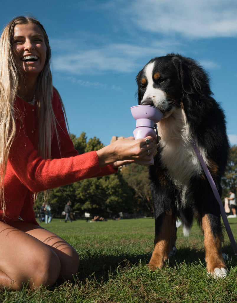 Dog Travel Water Bottle, 20oz, Flip Silicone - Dog.Dog.Cat.