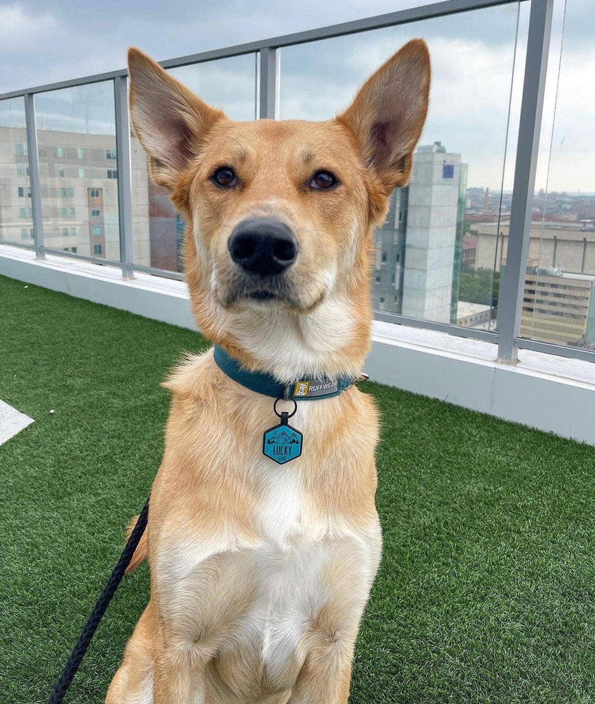 Besties Pets - Happy Camper Silicone Dog ID Tag - Dog.Dog.Cat.