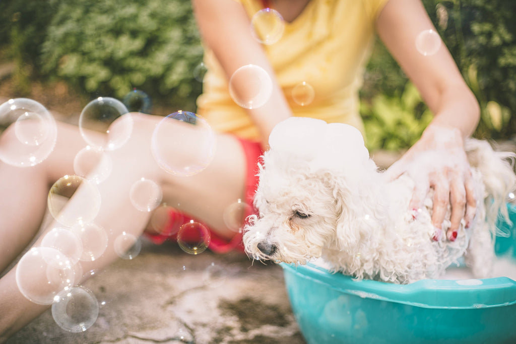 Aroma Paws - 13.5 Oz. Shampoo Orange Nutmeg Vetiver - Dog.Dog.Cat.