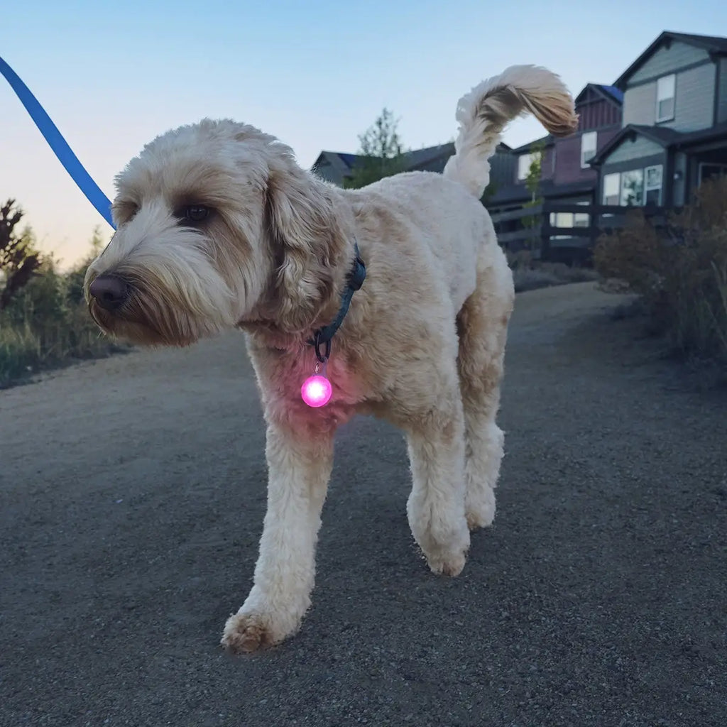 Nite Ize SpotLit® Rechargeable Collar Light - Pink - Dog.Dog.Cat.