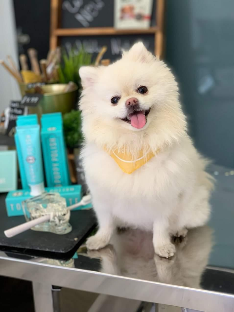 Wag & Bright Supply Co. - Puppy Polish Toothpaste - Filet Mignon (Beef) - Dog.Dog.Cat.