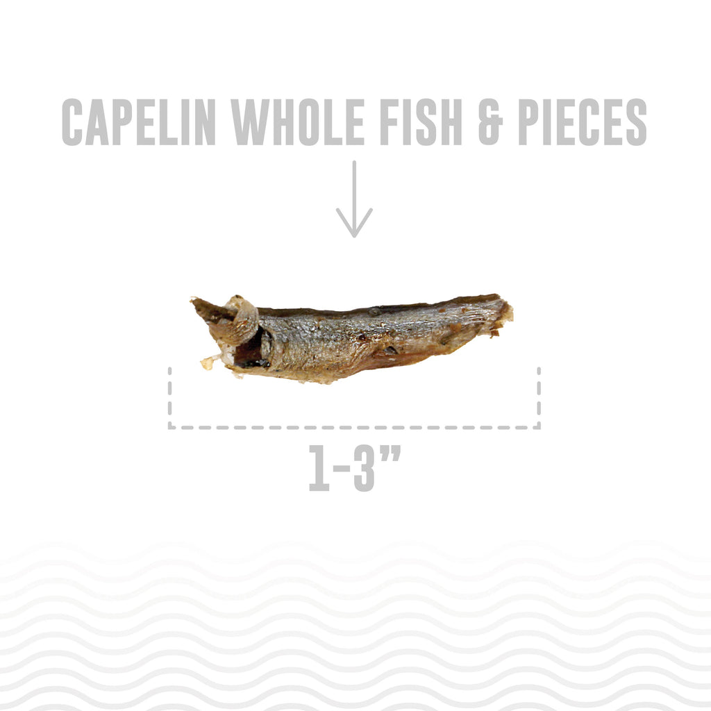 Icelandic+ - Icelandic+ Capelin Whole Fish & Pieces Dog Treat - Dog.Dog.Cat.