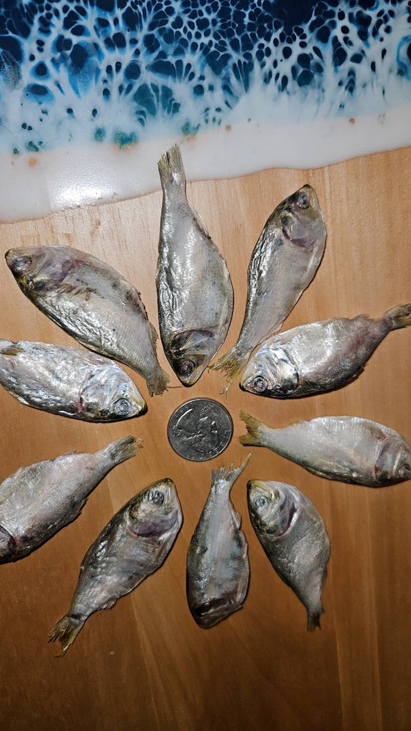 Freeze Dried Menhaden Baby  Each - Dog.Dog.Cat.