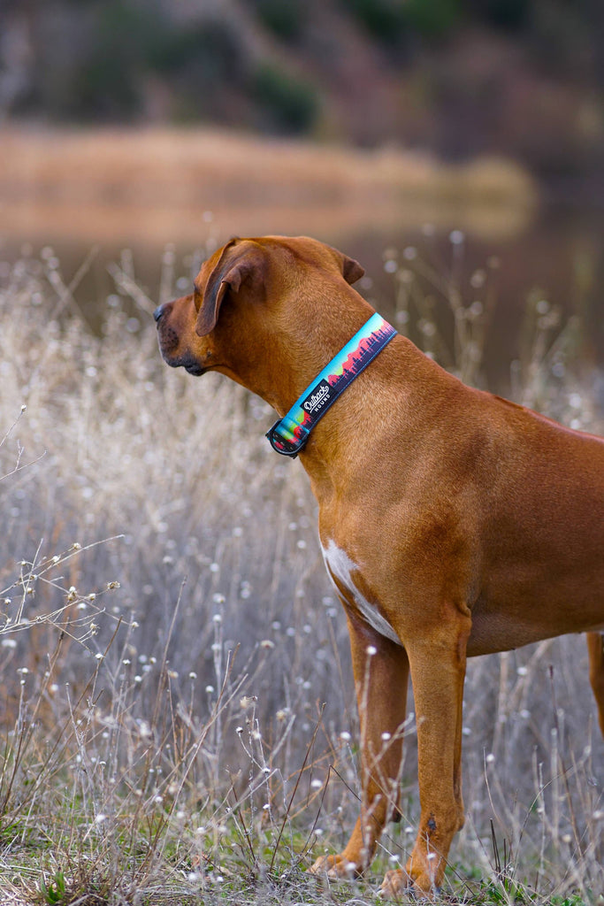Mountain Sunset Dog Collar - Dog.Dog.Cat.