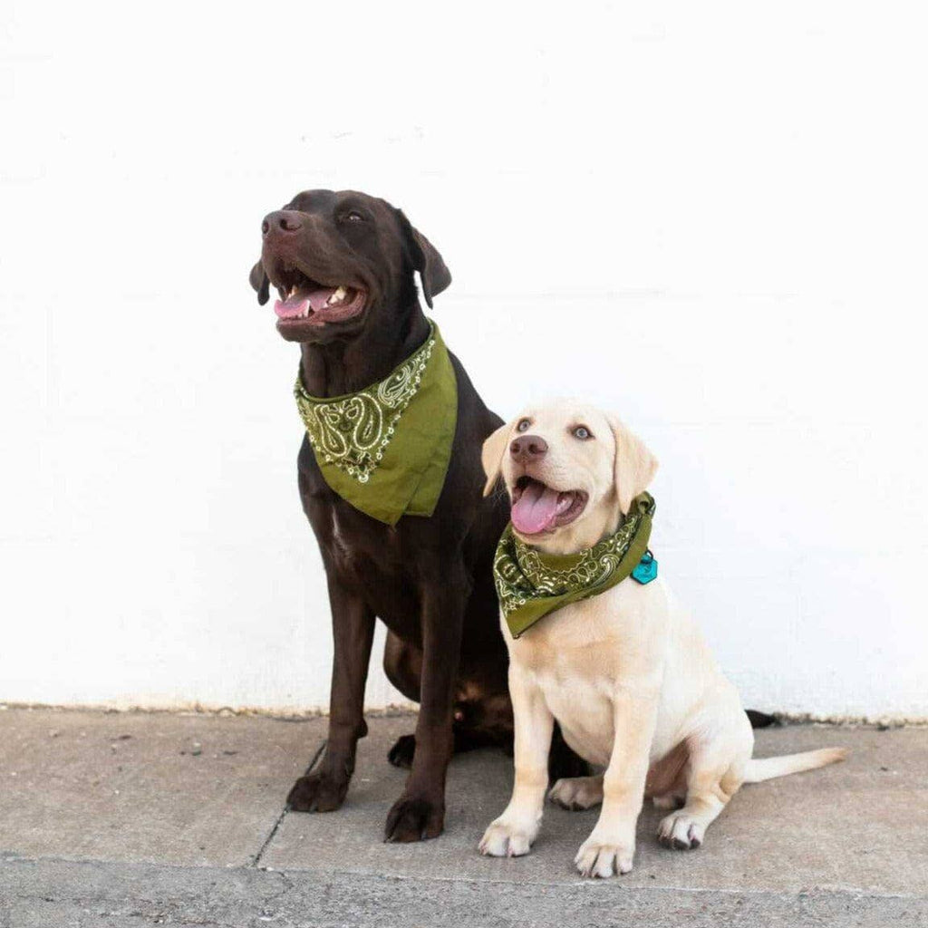 Besties Pets - Under The Sea Silicone ID Tag - Dog.Dog.Cat.