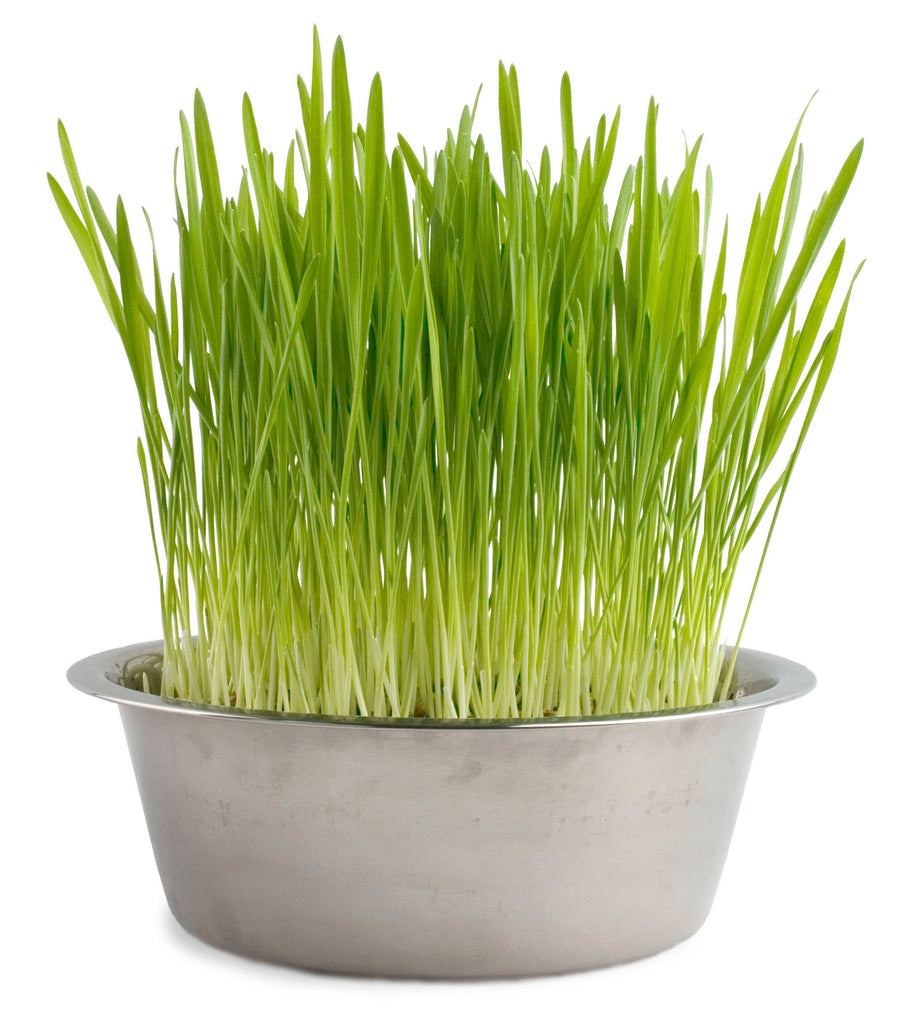 Potting Shed Creations, Ltd. - Pet Bowl | Cat Grass | NEW Christmas Gift idea - Dog.Dog.Cat.