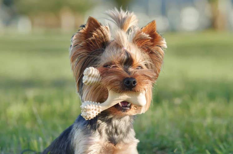 BetterBone Hard Beef Dog Chew Toy Large - Dog.Dog.Cat.