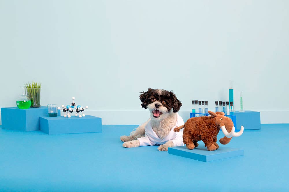 BARK Winston The Wooly Mammouth - Dog.Dog.Cat.