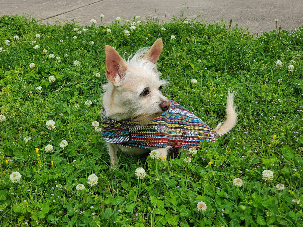 Walking Palm - 100% Hand-Woven Dog Poncho - Bohemian Multicolor - Dog.Dog.Cat.