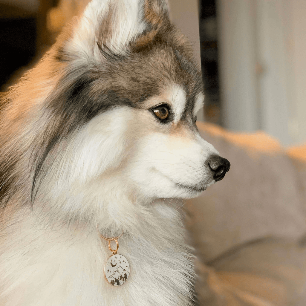 Wanderlust Pet ID Tag - Dog.Dog.Cat.