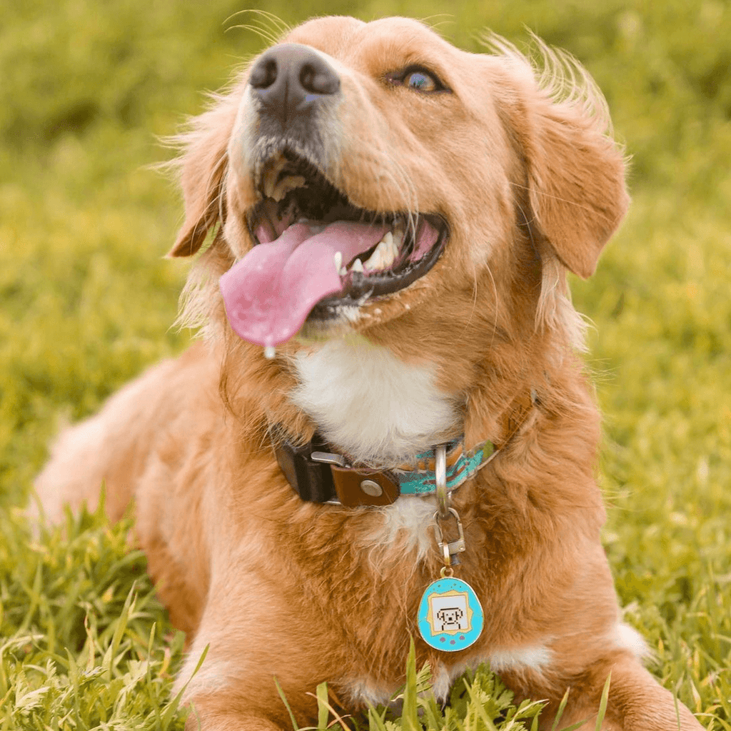 Tamagotchi Dog Pet ID Tag - Dog.Dog.Cat.