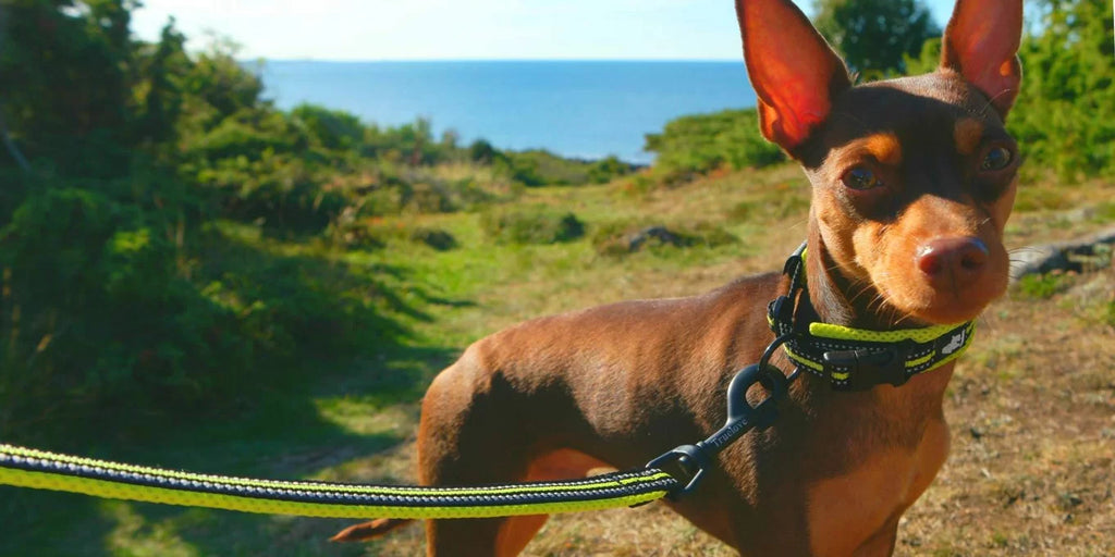 TrueLove Quick Dry Dog Collar TLC5011 - Multiple Colors and Sizes Available - Dog.Dog.Cat.